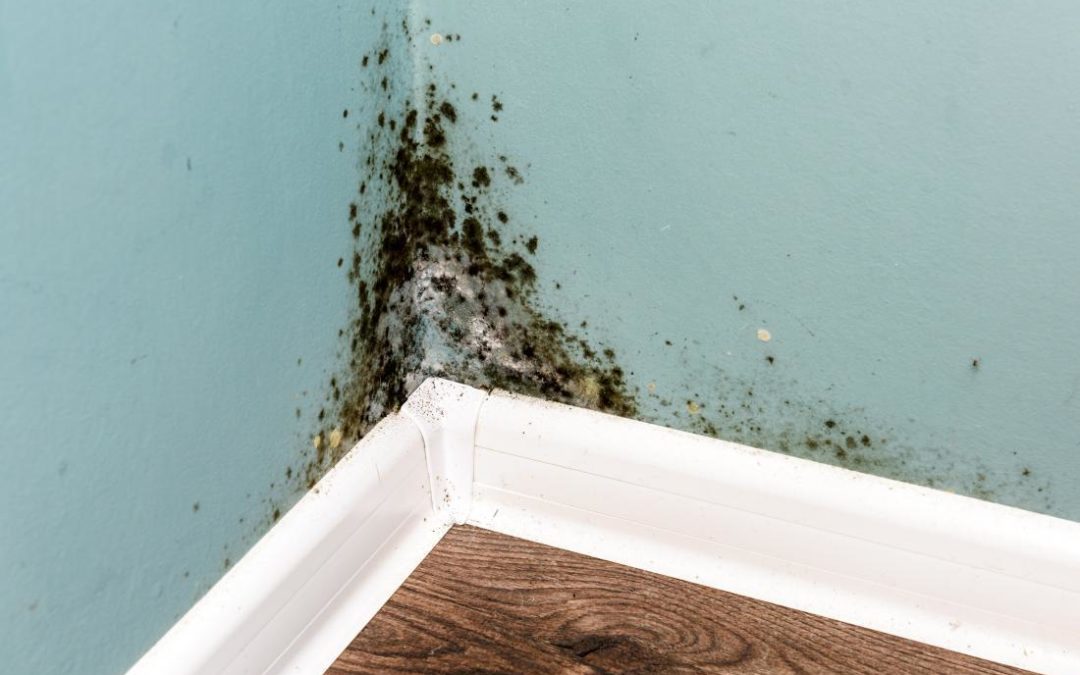 How Mold Affects Your Health