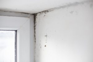 mold removal in middletown