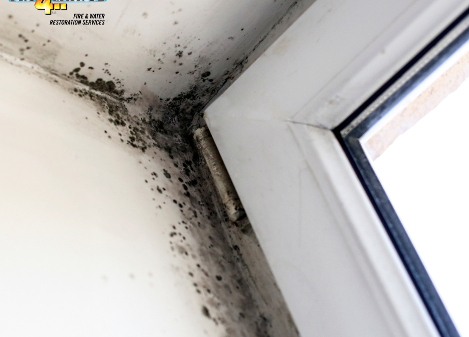 The Science of Mold Remediation: Understanding the Process